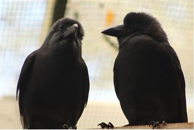 The influence of pair duration on reproductive success in the monogamous ‘Alalā (Hawaiian crow, Corvus hawaiiensis)